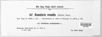 Ramularia evanida image